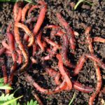 Important Tips for Maintaining a Worm Kit